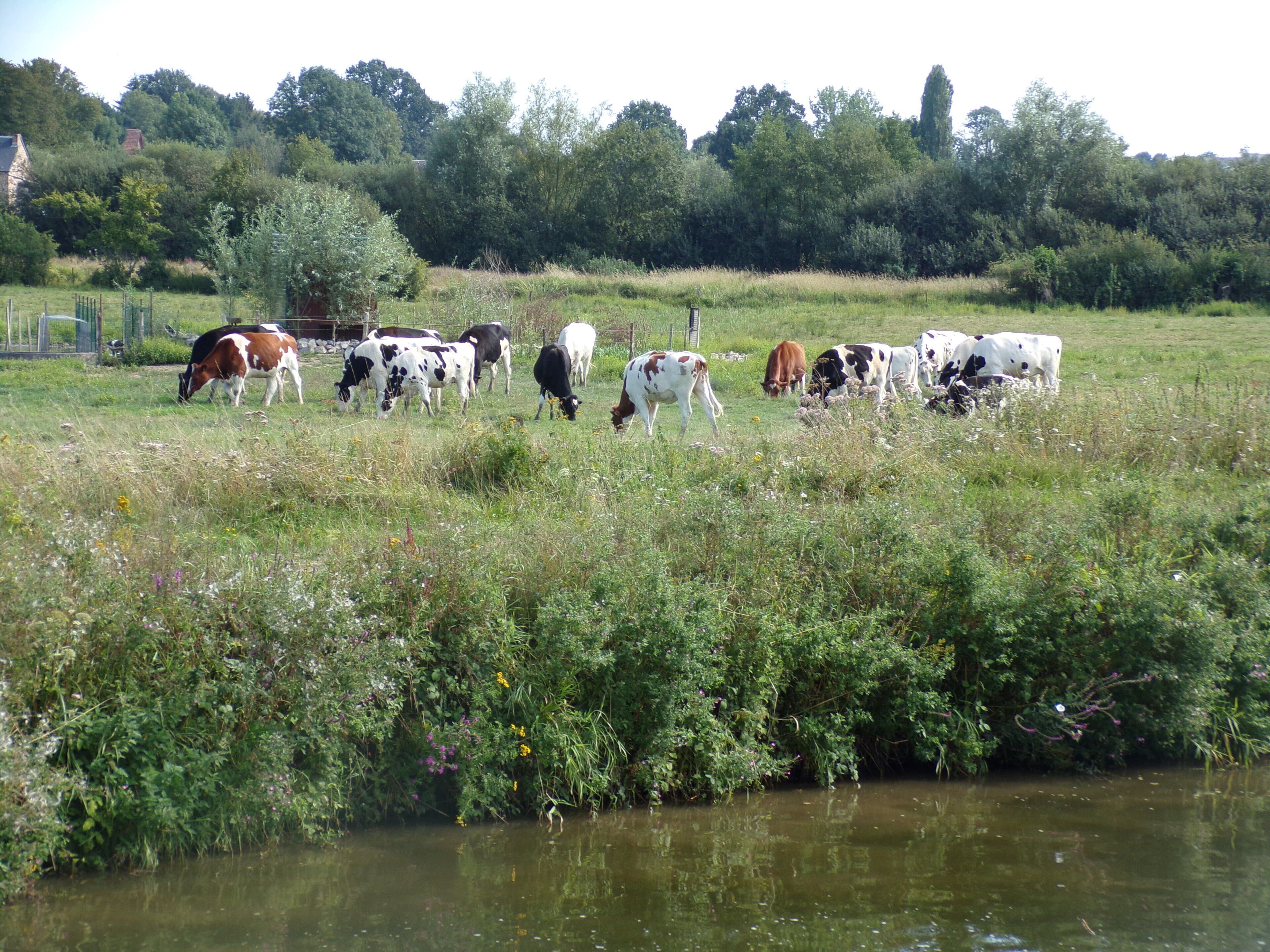 A field with cows grazing, a body of water, and trees in the background.