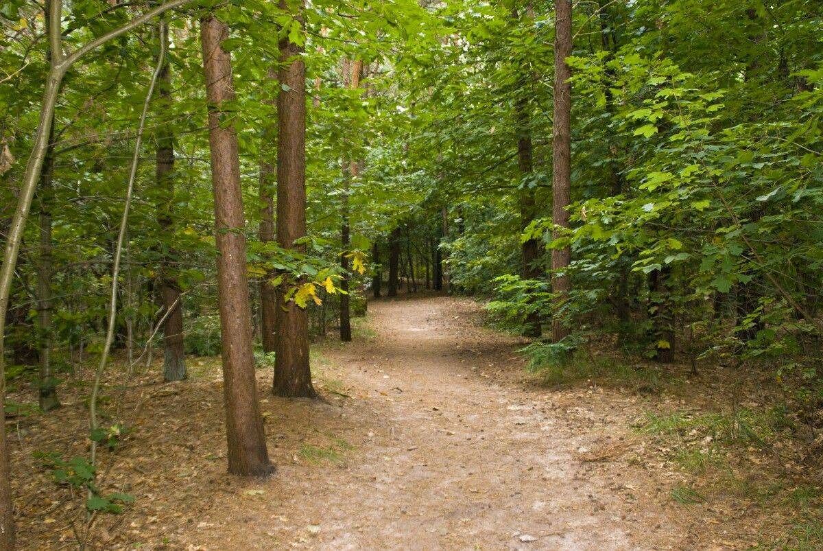 A forest path surrounded by tall trees.