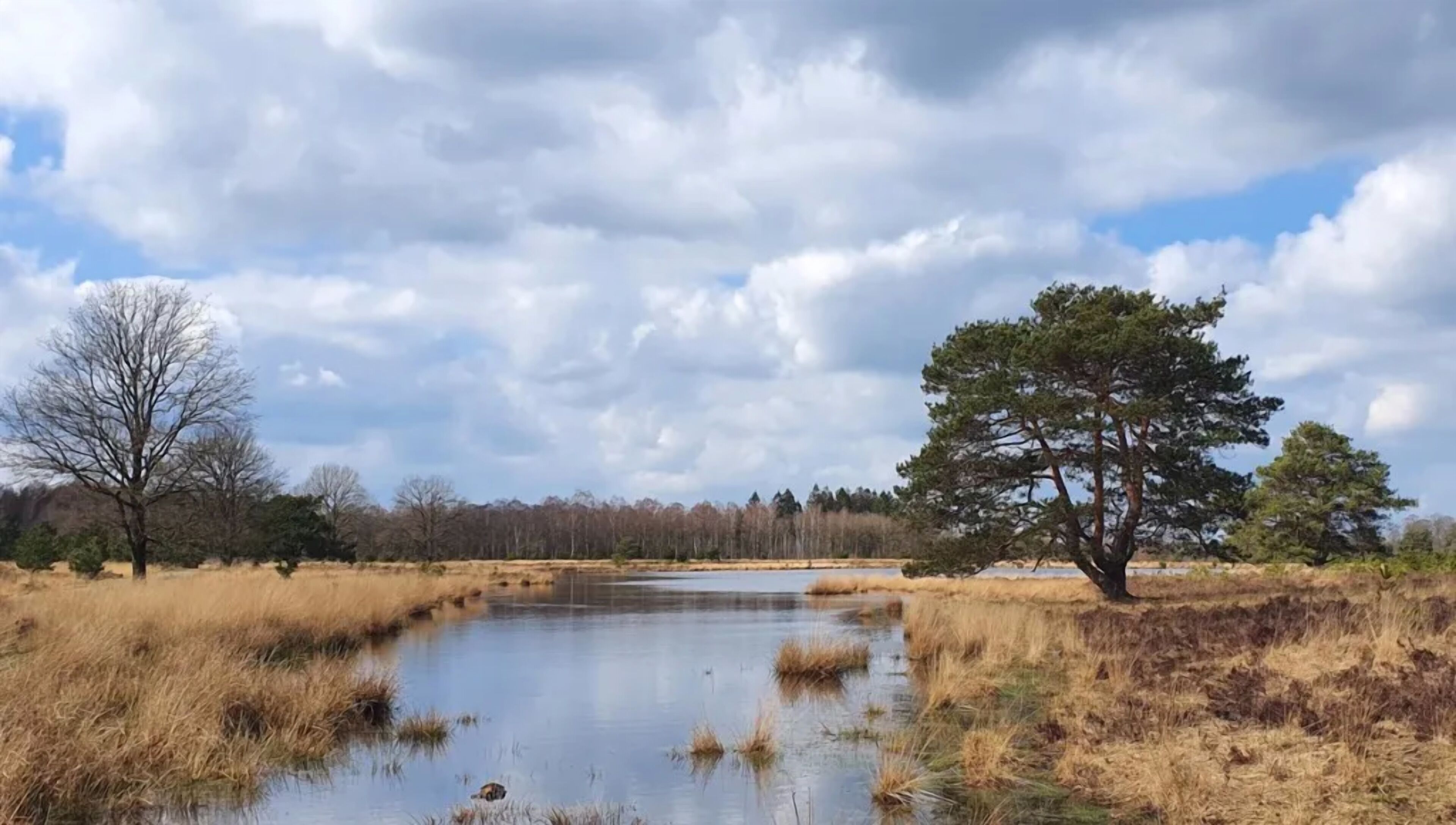 A natural landscape with a body of water, trees, and dry grass.