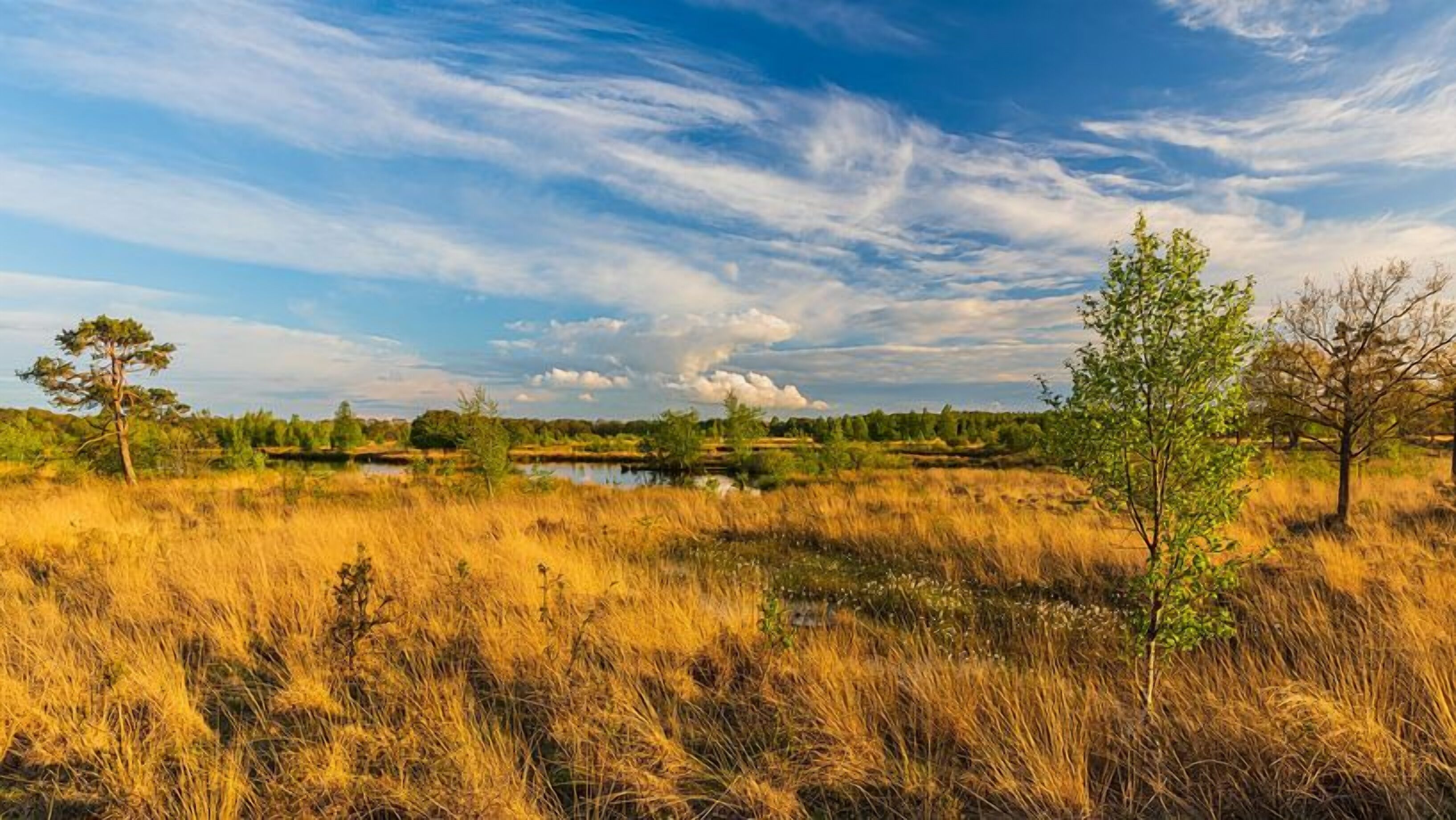 A natural landscape with a body of water, trees, and grassy fields.