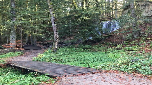 Zona boscosa con un puente de madera que conduce a una cascada.