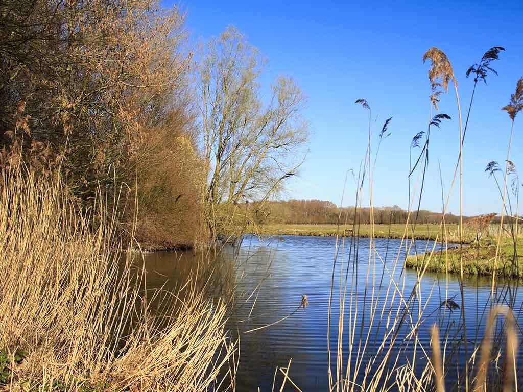 Een rustige rivier met hoge grassen en bomen op de achtergrond.