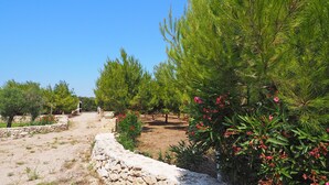 A stone pathway leading through a garden with pine trees and flowering plants.