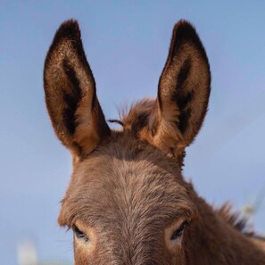A close-up of a donkey's head.