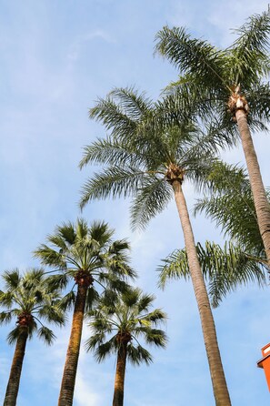 Imagem sem classificação, 3 de 51, botão