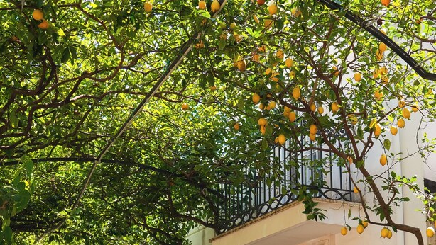 Un bâtiment à la façade blanche, doté d’une entrée fermée par un portail et d’un balcon orné de citronniers en pot.