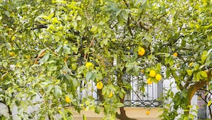Un arbre aux fruits jaunes se trouve devant un bâtiment doté d’une porte blanche et d’une fenêtre.