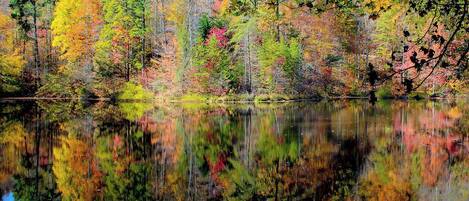 Ein ruhiger See spiegelt buntes Herbstlaub.
