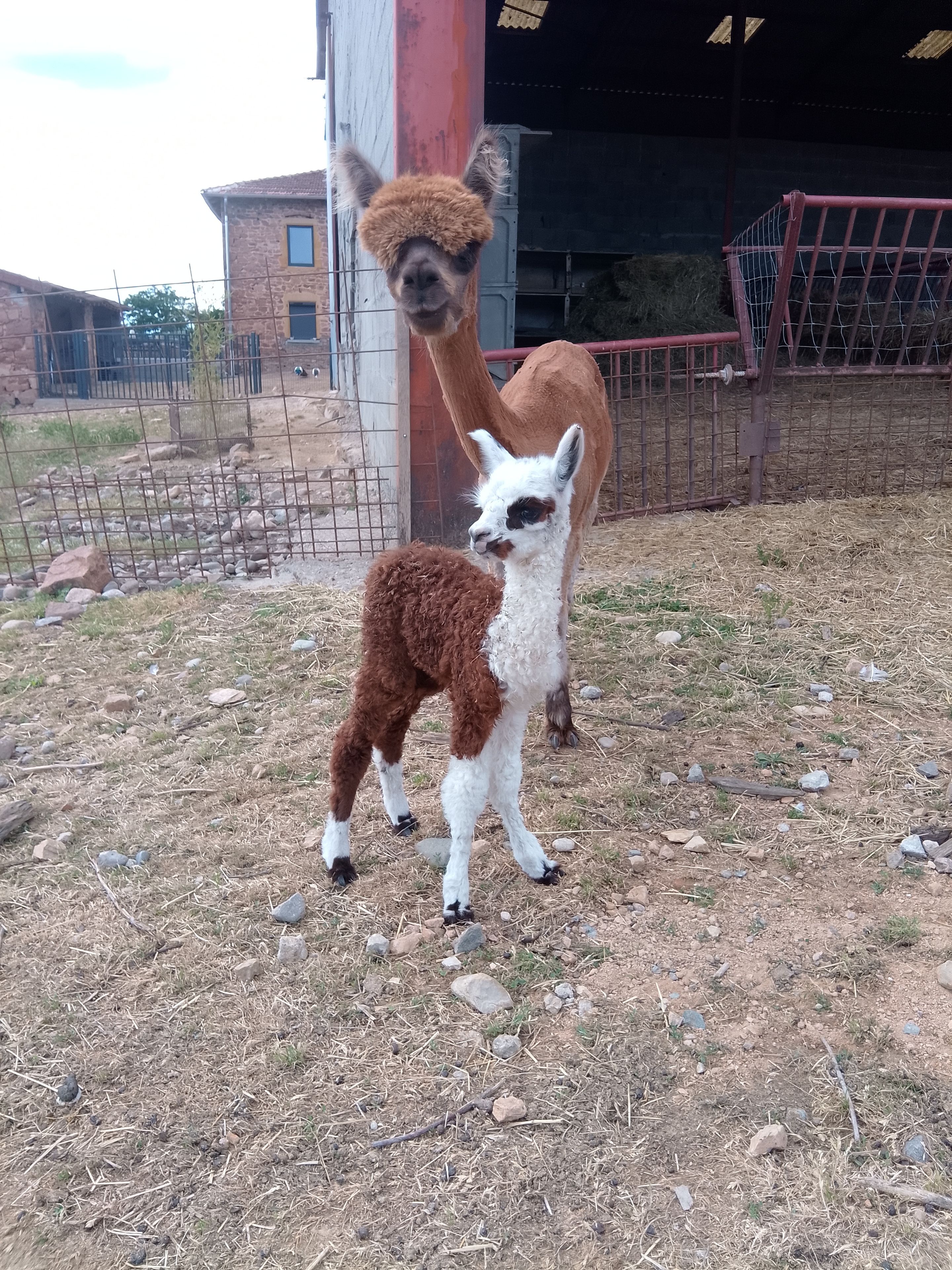 Ein Lama mit weiß-braunem Fell steht in einem Freigehege mit felsigem Untergrund und einem Metallzaun.
