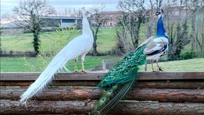 A peacock and a white bird on a wooden fence with a rural landscape in the background.