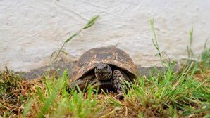 Une tortue sur l’herbe, avec un mur blanc en arrière-plan.