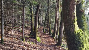 Un bosque con árboles altos, suelo cubierto de hojas y musgo en los troncos.