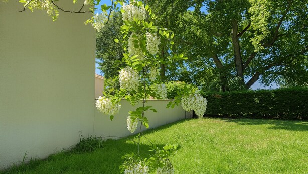 Ein Baum mit weißen Blüten vor einem Gebäude.