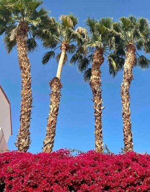 Property grounds - Sunny Desert Escape -Steps to Old Town La Quinta! (La Quinta)