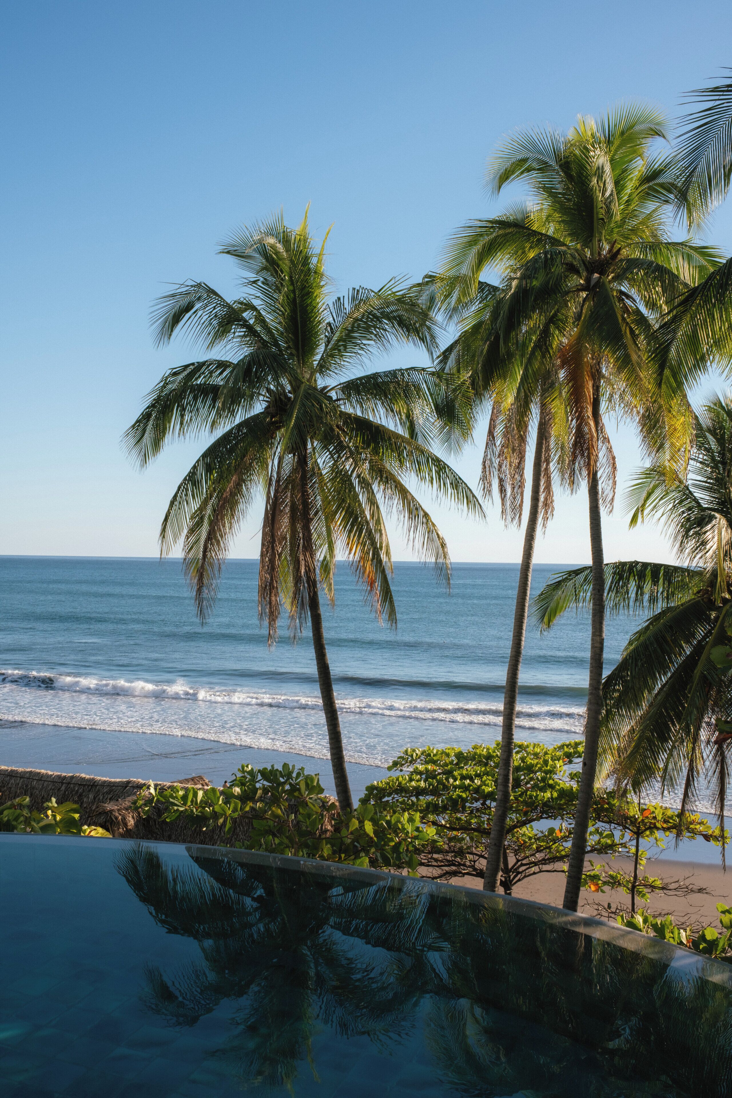 A beach with palm trees and a clear view of the ocean.