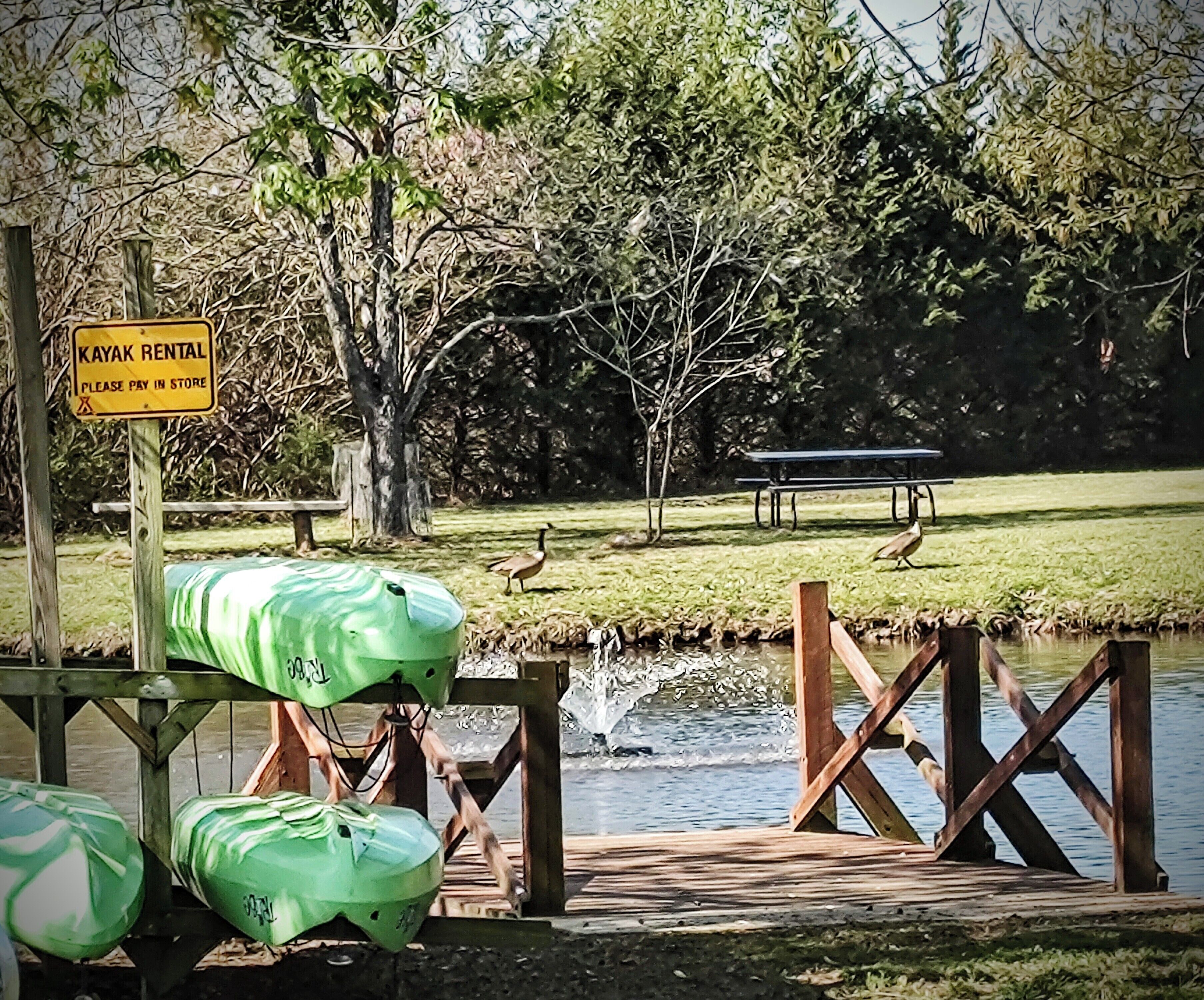 Ein Verleih für Kajaks, ein Picknicktisch und eine Ente in einem Park.