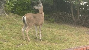 A deer standing on a grassy slope with a brick wall in the foreground.