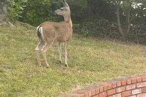 Unclassified image, 5 of 6, button - Private Guest Suite with Kitchen, Private Bath & Separate Entrance (Carmel-by-the-Sea)