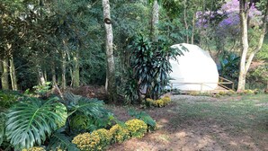 A tent-like structure in a forested area with large-leafed plants and yellow flowers in the foreground.