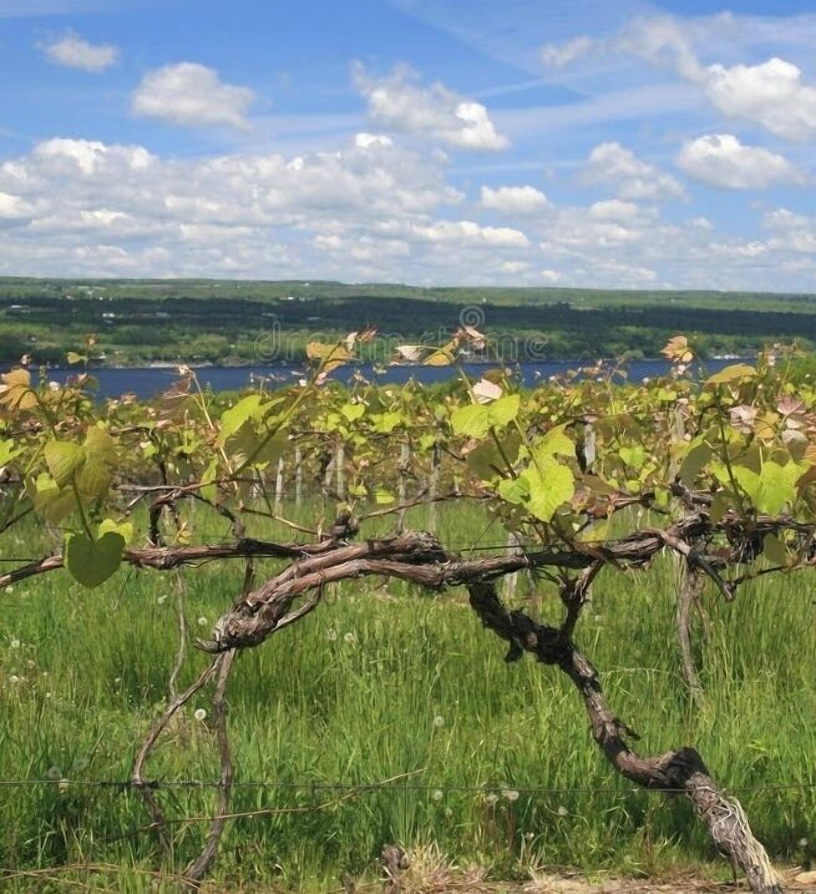 Ein Weinberg mit Rebenreihen und einem See im Hintergrund.
