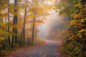 Un sendero en el bosque, con árboles y hojas caídas.
