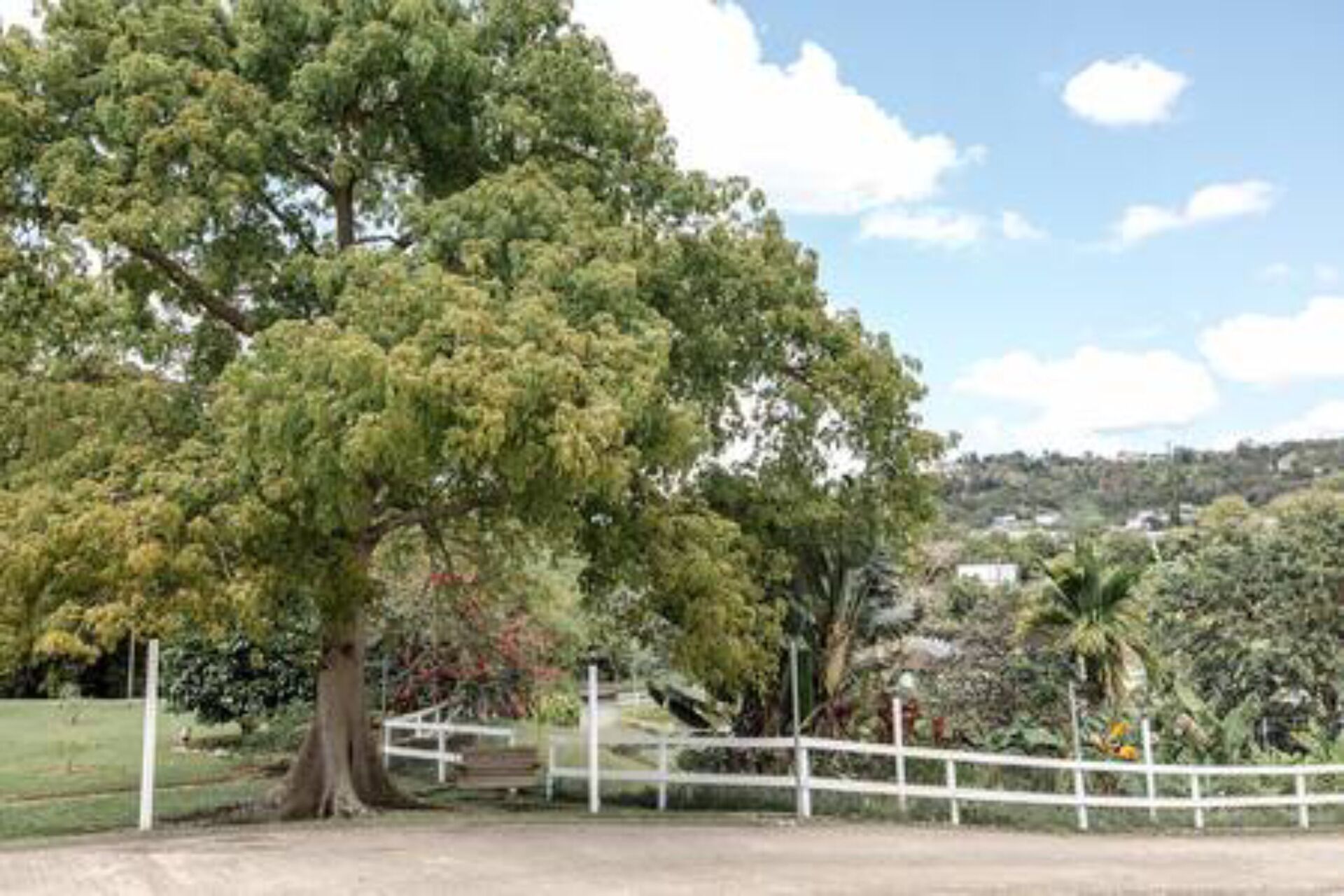 A large tree in a park with a white fence and a bench.