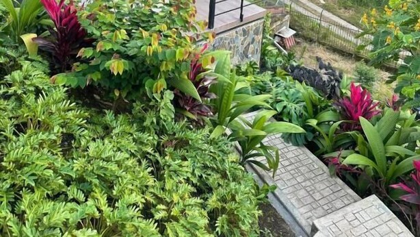 Un jardín exuberante con diversas plantas y una pequeña construcción con techo.