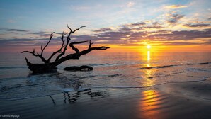 Escena de playa con la silueta de un árbol contra un atardecer.