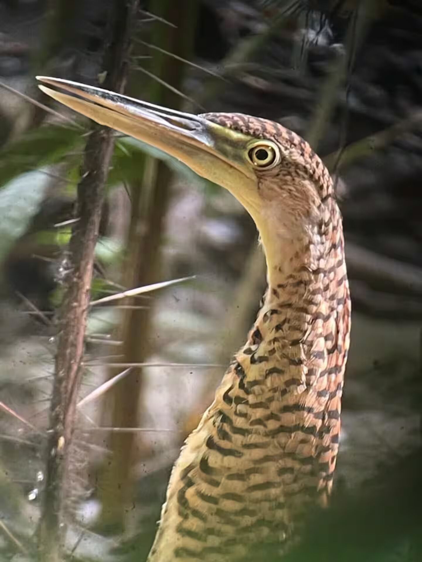 Ein Vogel mit langem Schnabel und gefiederten Mustern.