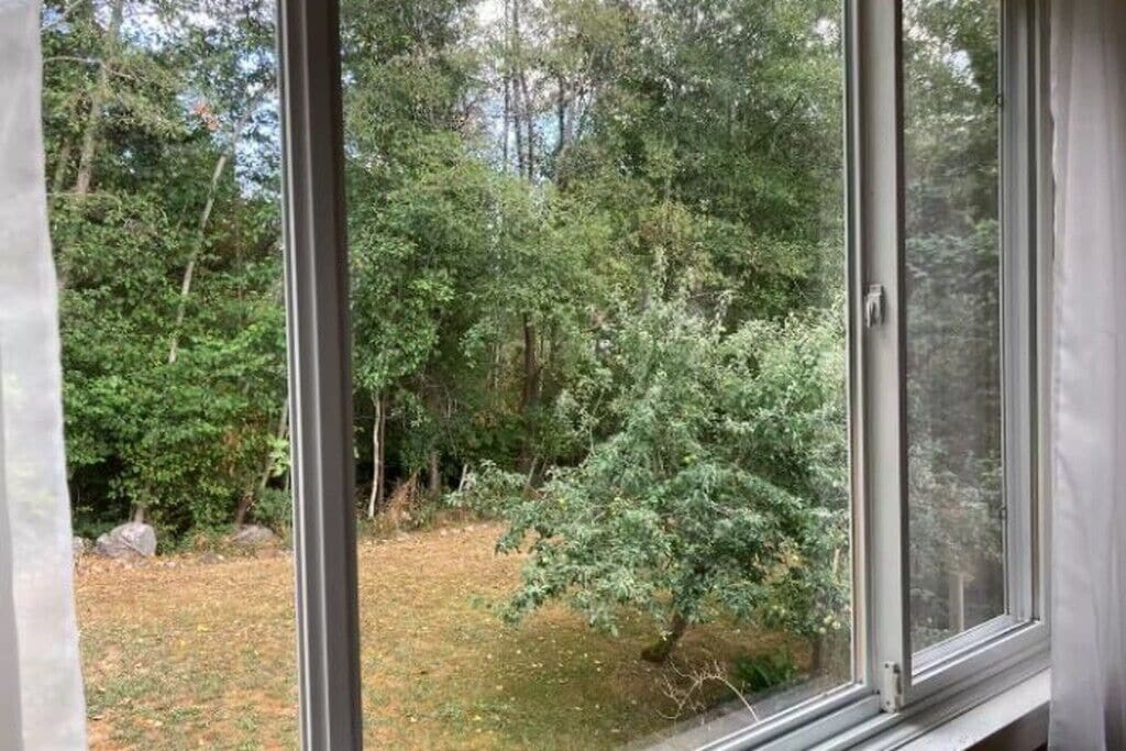 A view through a window of a forested area with a small tree and grass.