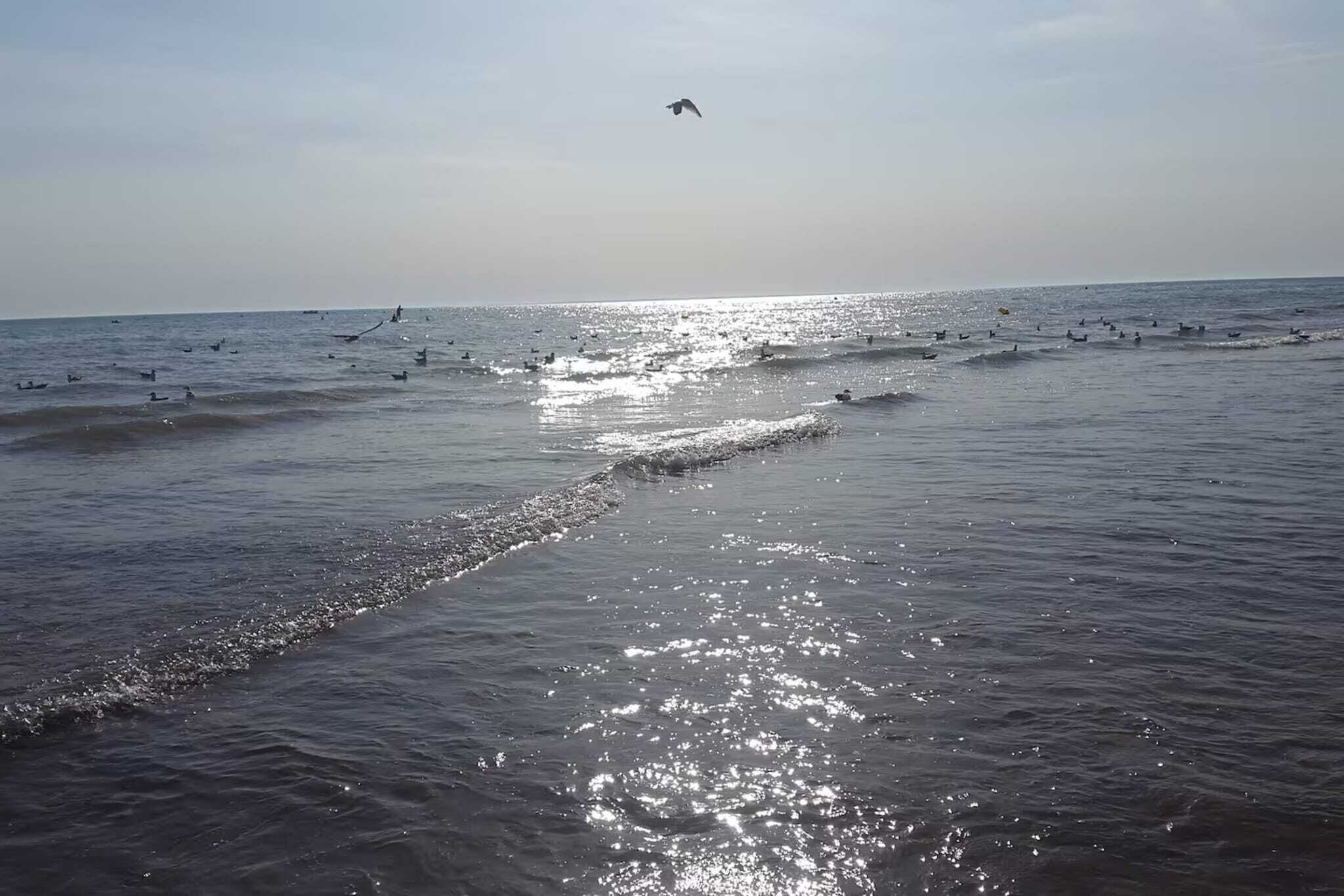 A beach with waves and birds.