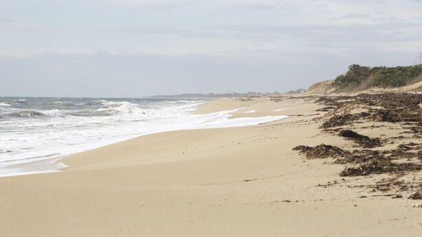 Une plage de sable avec des vagues, une côte lointaine et quelques plantes qui poussent sur une falaise.
