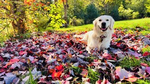 Un chien entouré de feuilles d’automne dans un parc.