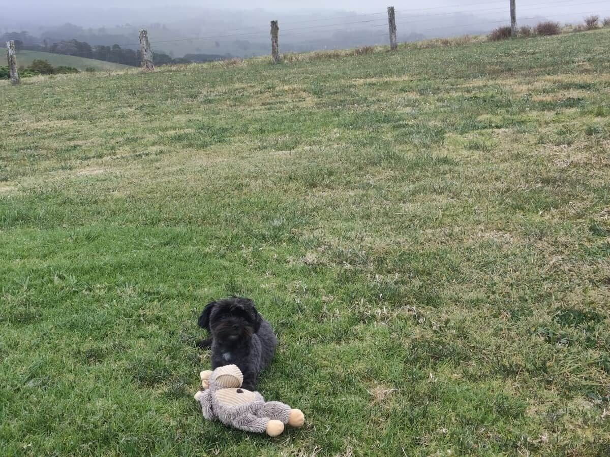 A grassy field with a dog holding a stuffed toy.