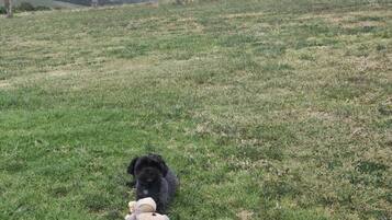 A grassy field with a dog holding a stuffed toy.