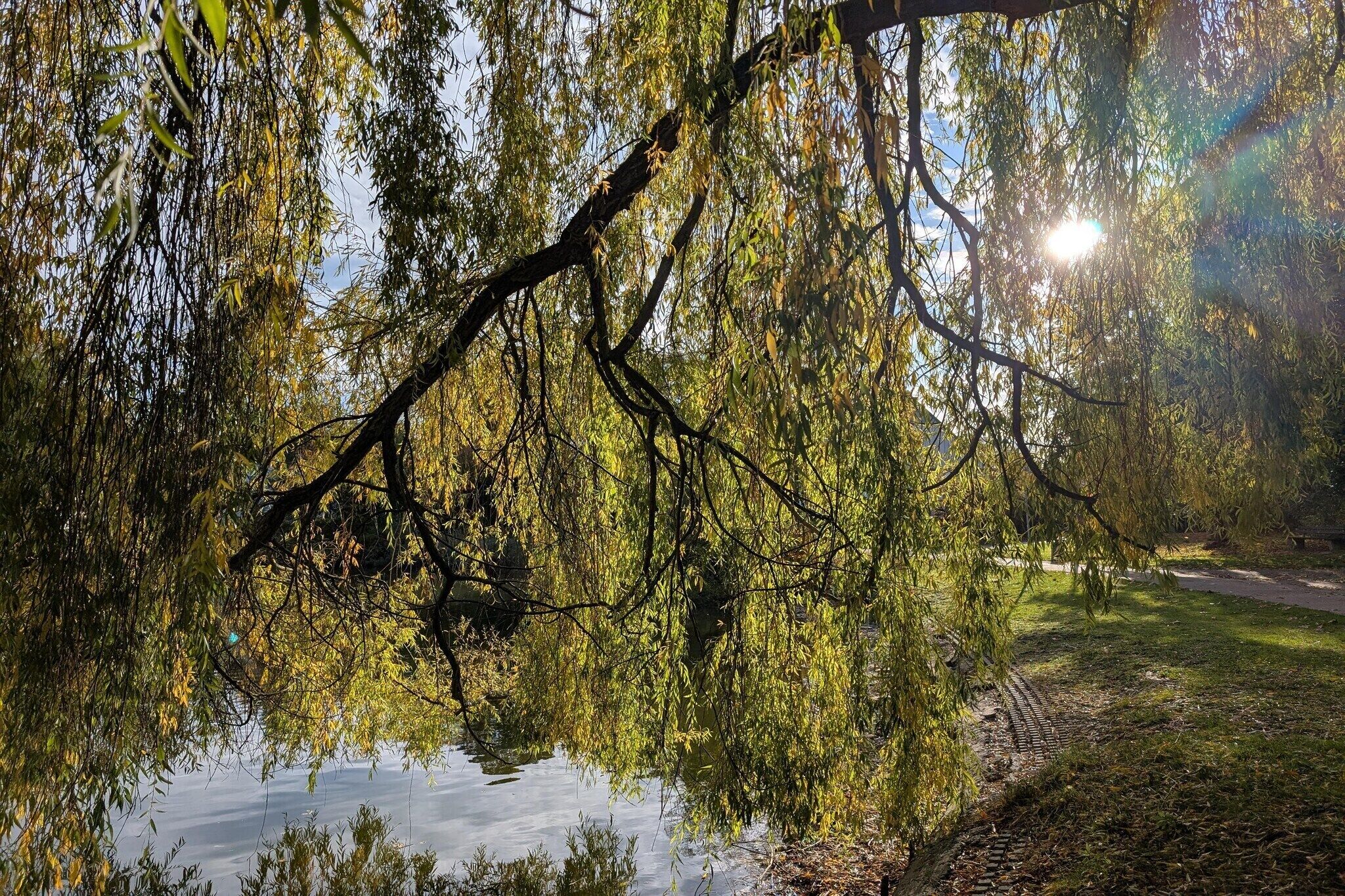 A serene park with willow trees, a pond, and a pathway.