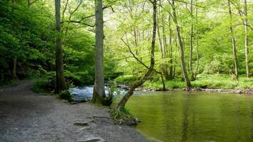 Zona boscosa con un sendero de grava y un río tranquilo.