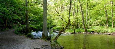 Une zone boisée avec un sentier de gravier et une rivière paisible.