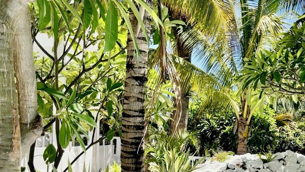 A tropical garden with a white metal bench, a stone wall, and various plants including a large agave plant. - Cocoon Signature Palm Tree Garden  (Flic-en-Flac)