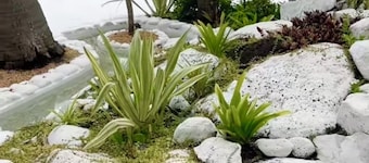 Cocoon Signature Palm Tree Garden