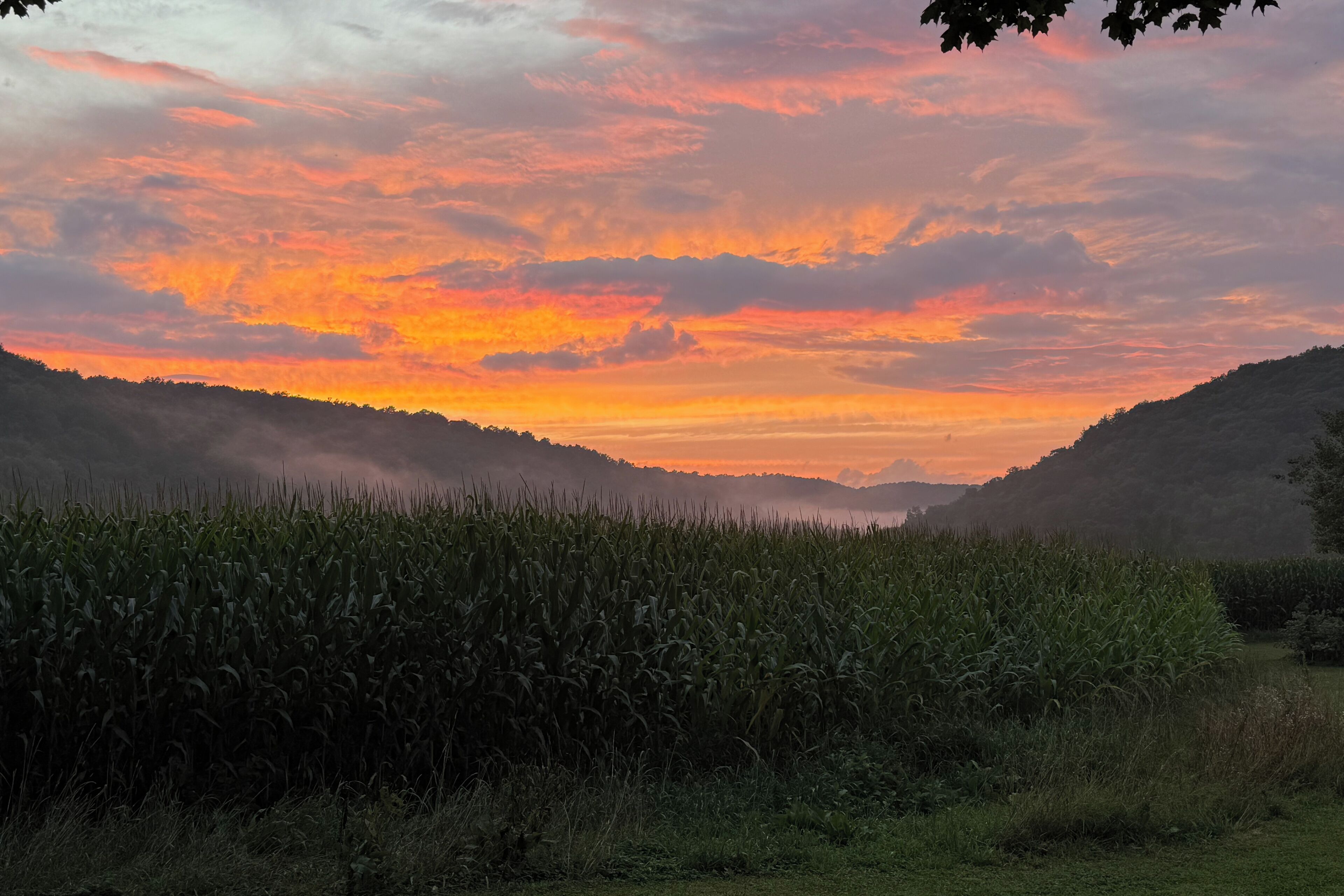 A field of corn with a sunset in the background.