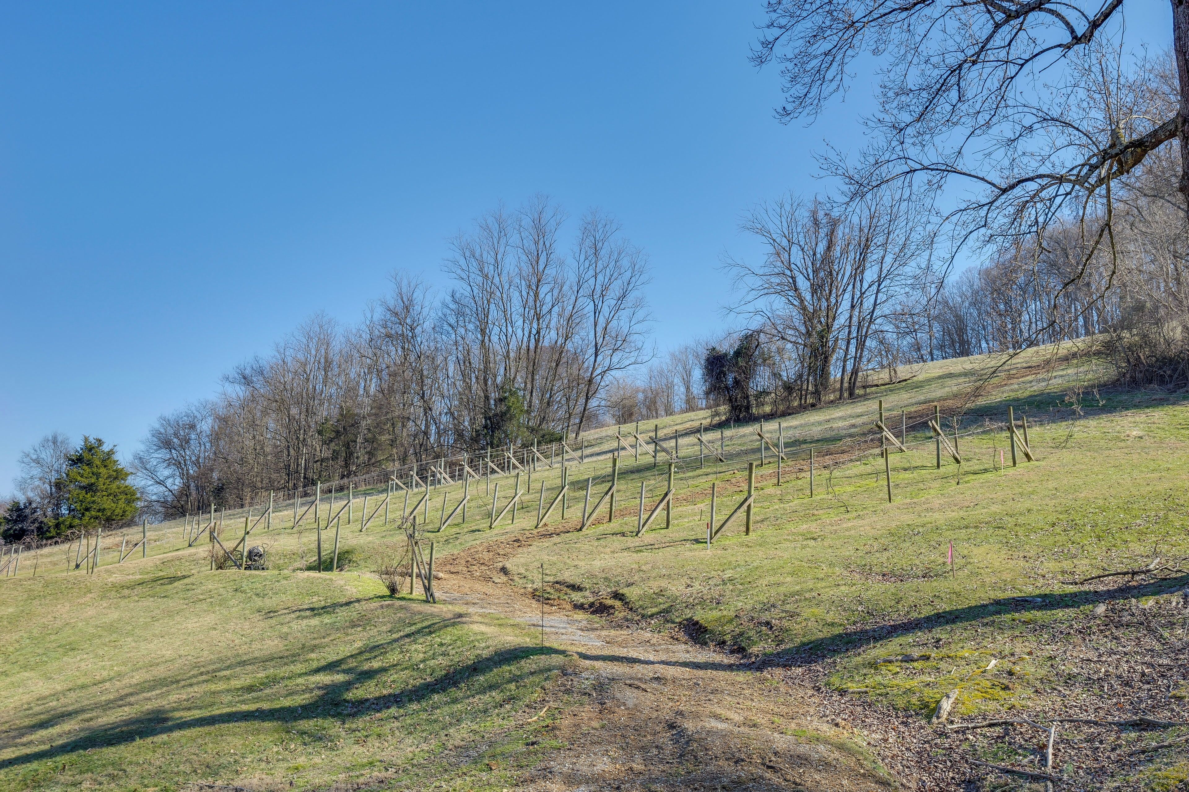 A vineyard with rows of grapevines on a sloped hillside.
