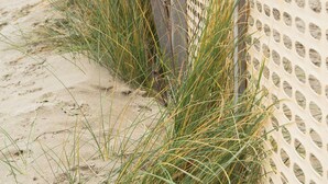 A beach with a wooden fence and tall grasses.