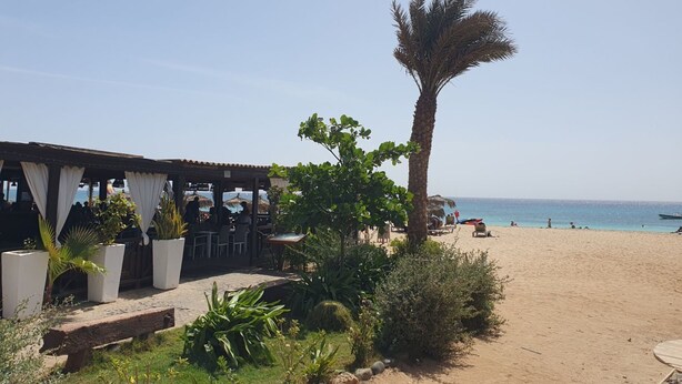 En restaurant ved stranden med udendørs siddepladser, palmer og havudsigt.