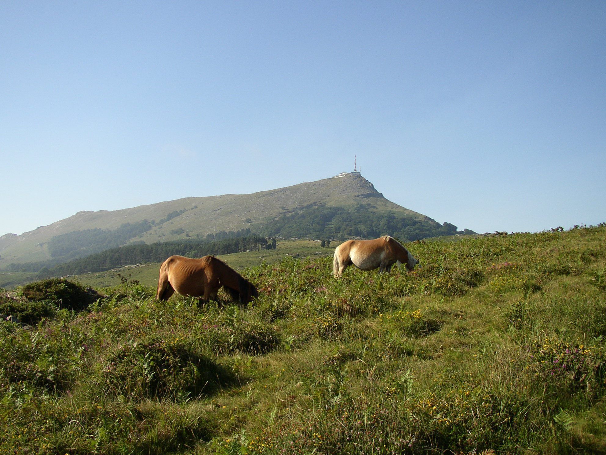 Un prato erboso con due cavalli al pascolo, una collina sullo sfondo e una torre sulla sua cima.