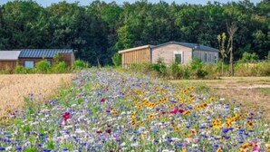 A field of wildflowers in front of a wooden cabin with a metal roof.