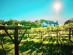 Property grounds - Exclusive Vineyard Estate for 18 Guests (Carmarthenshire)