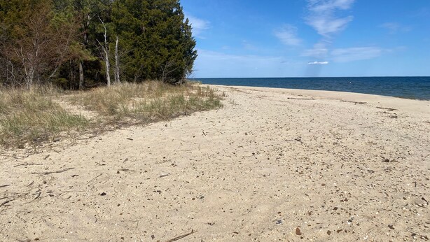 A sandy beach with trees and a clear blue sky.