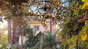 Un rigoglioso giardino con diverse piante e un edificio sullo sfondo.