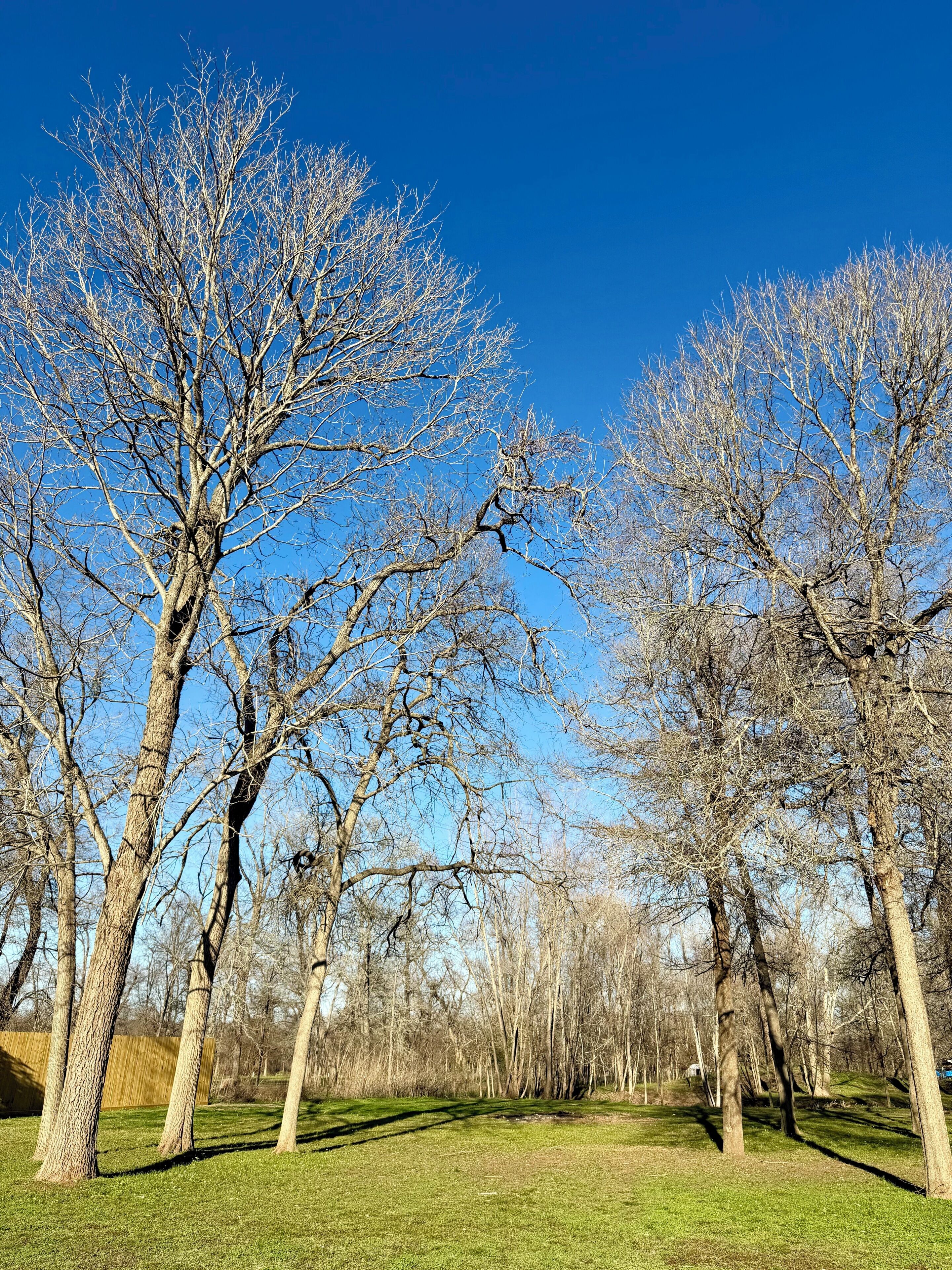 Ein Park mit kahl stehenden Bäumen und einem strahlend blauen Himmel.